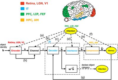 Object Recognition at Higher Regions of the Ventral Visual Stream via Dynamic Inference